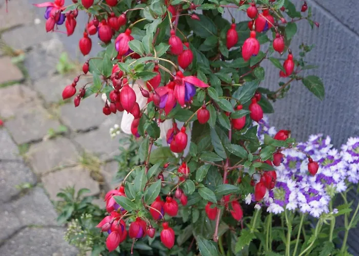 招待所 黑比膳食公寓